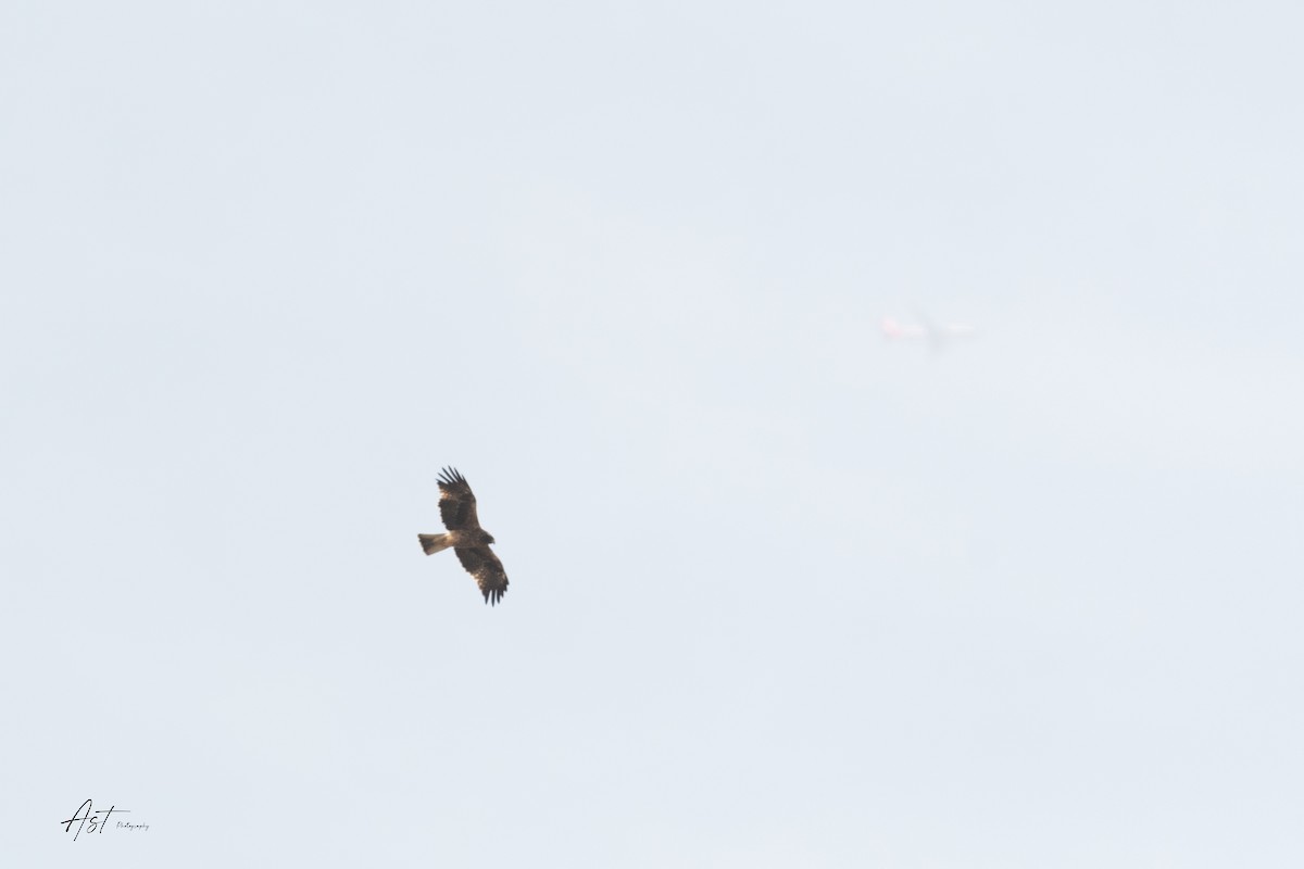 Booted Eagle - ML633486437
