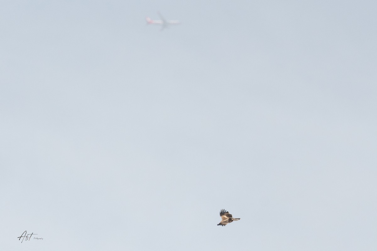 Booted Eagle - ML633486438