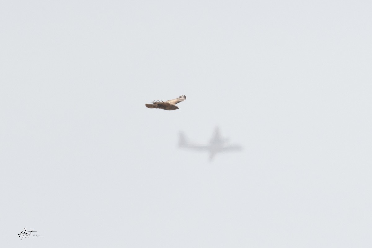 Eastern Buzzard - ML633486440