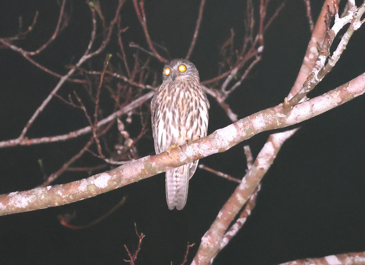 Papuan Owl - ML633486619