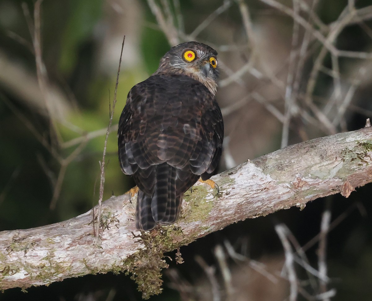 Papuan Owl - ML633486620