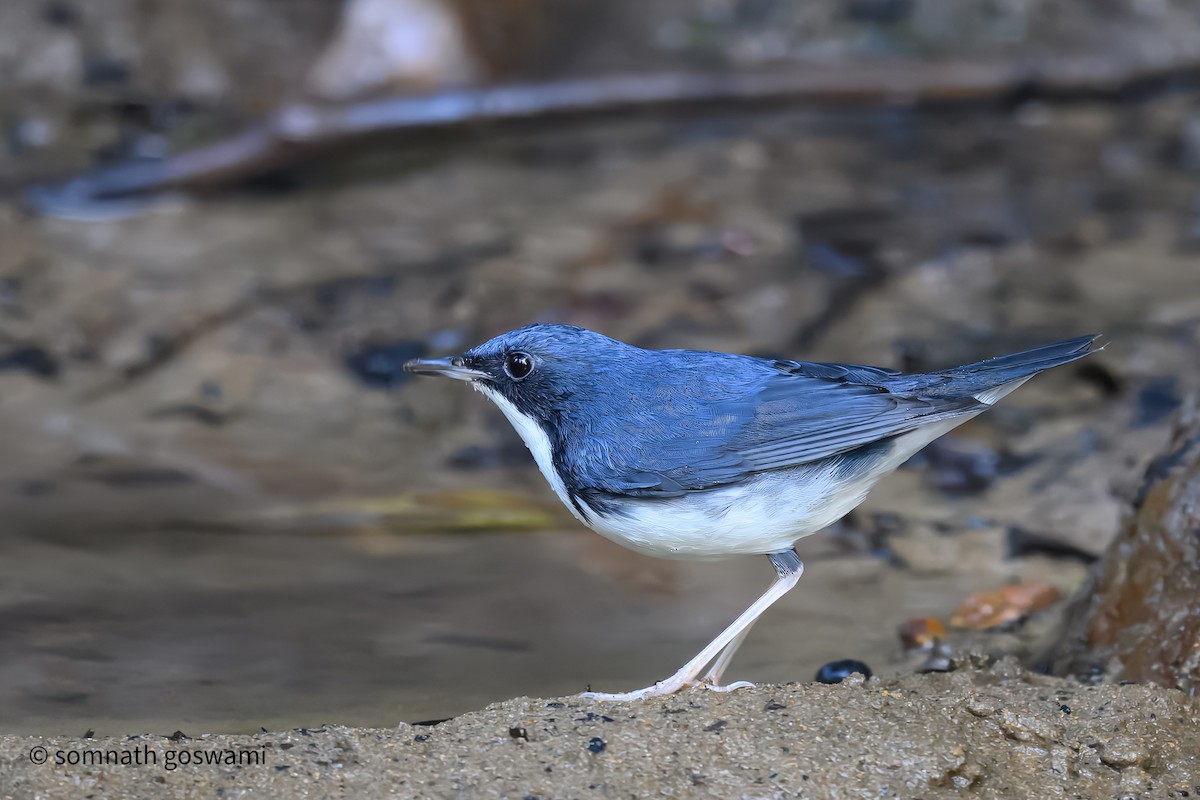 Siberian Blue Robin - ML633486626