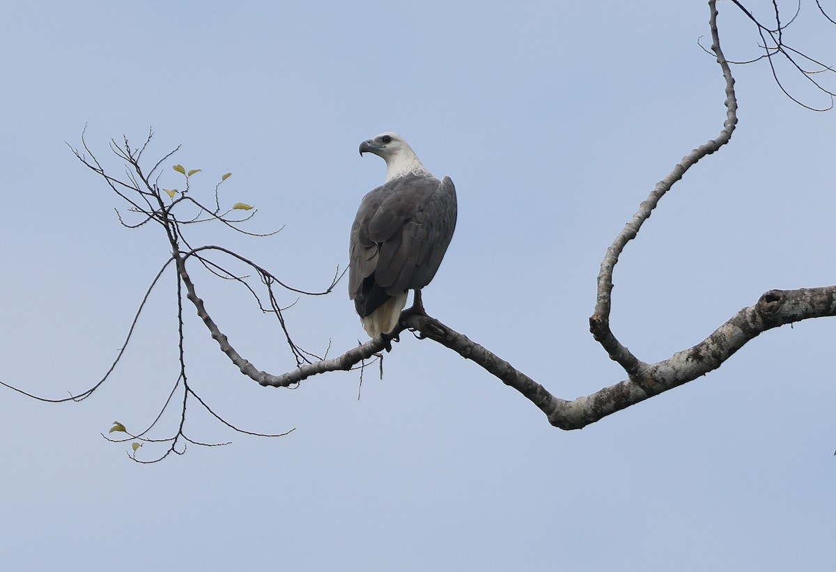 White-bellied Sea-Eagle - ML633486627