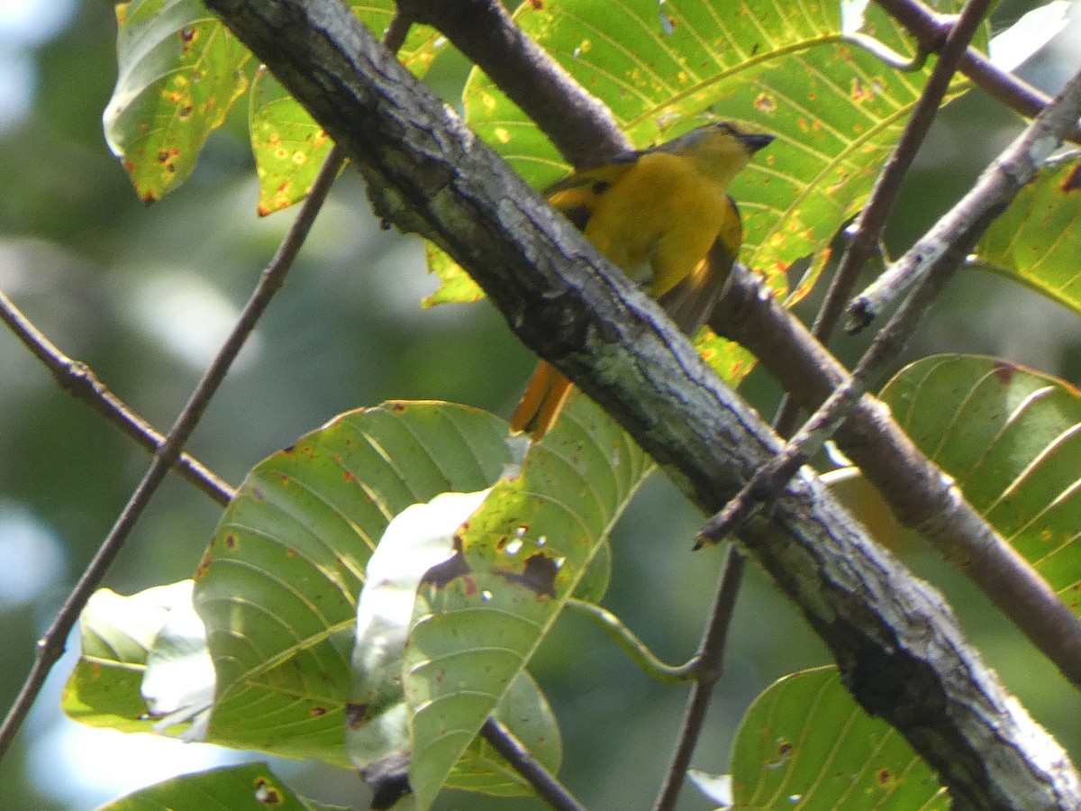 Fiery Minivet - ML633486655