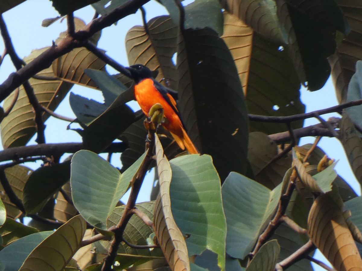 Fiery Minivet - ML633486689