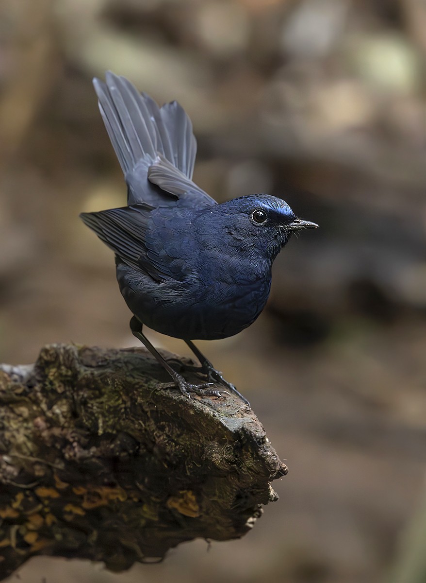 Blue-fronted Robin - ML633486813