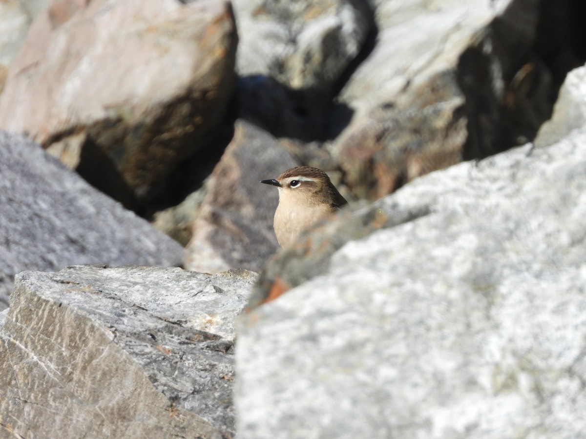 pokřovník alpínský - ML633486837