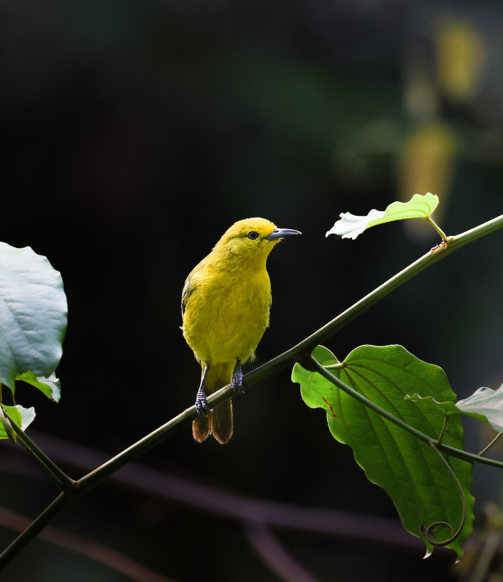 Common Iora - ML633486859