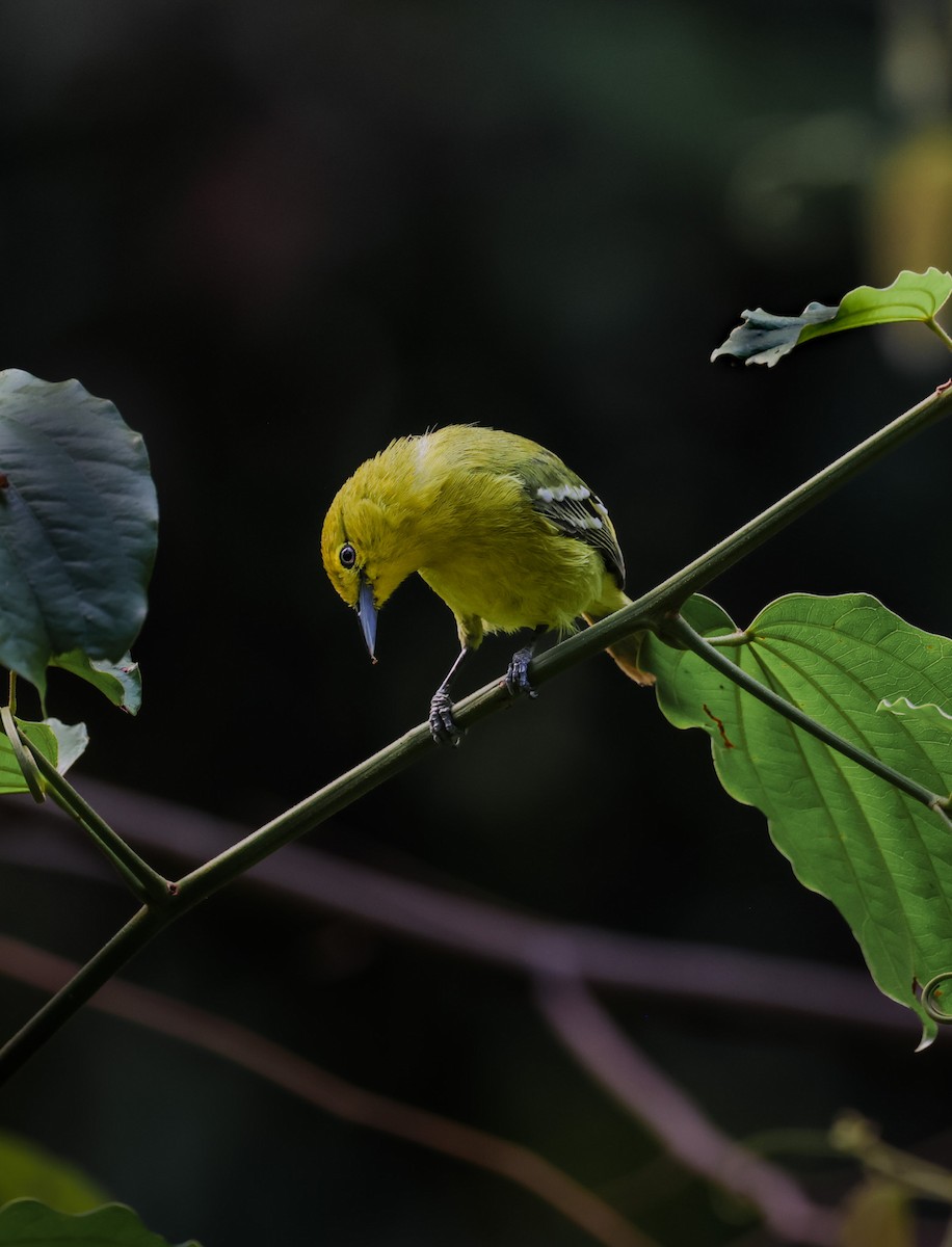 Common Iora - ML633486860