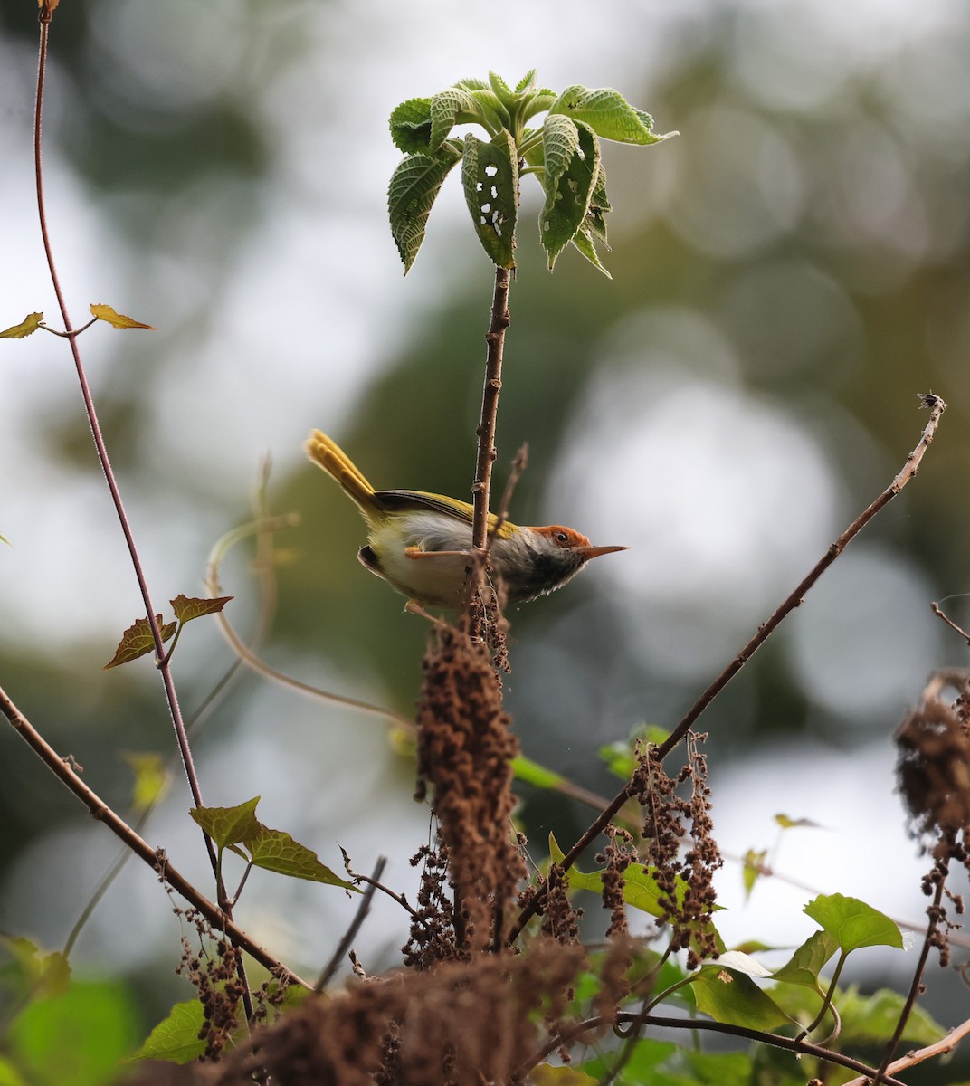 Dark-necked Tailorbird - ML633486863