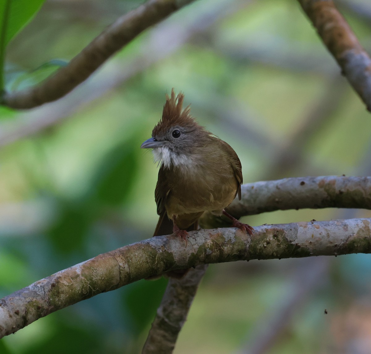 Puff-throated Bulbul - ML633486864