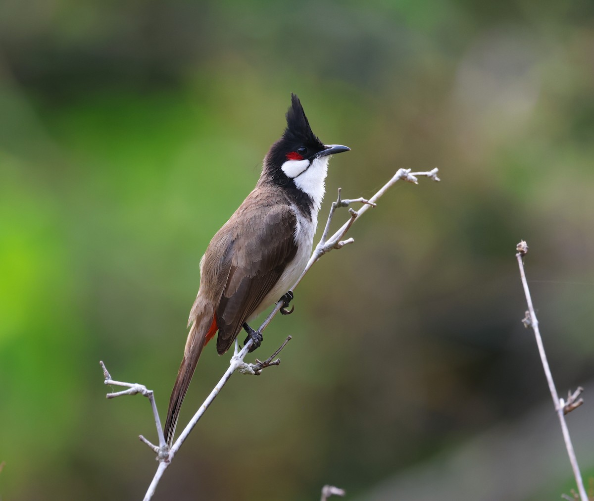 Red-whiskered Bulbul - ML633486867