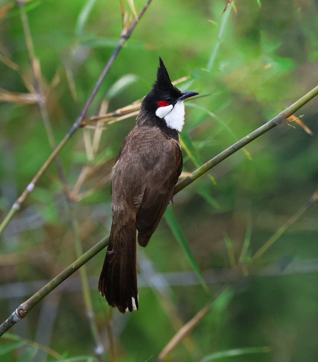 Red-whiskered Bulbul - ML633486868
