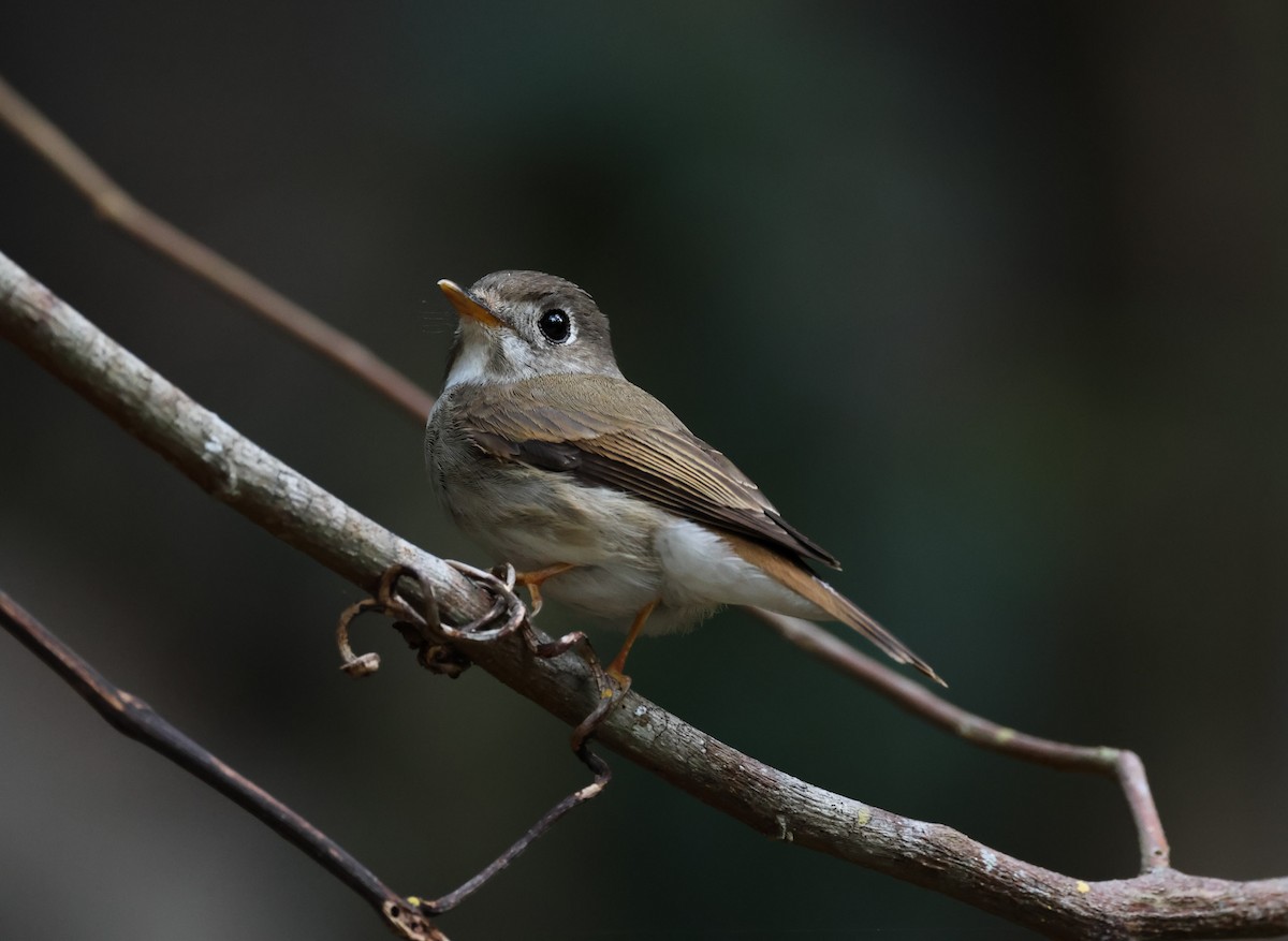 Brown-breasted Flycatcher - ML633486874