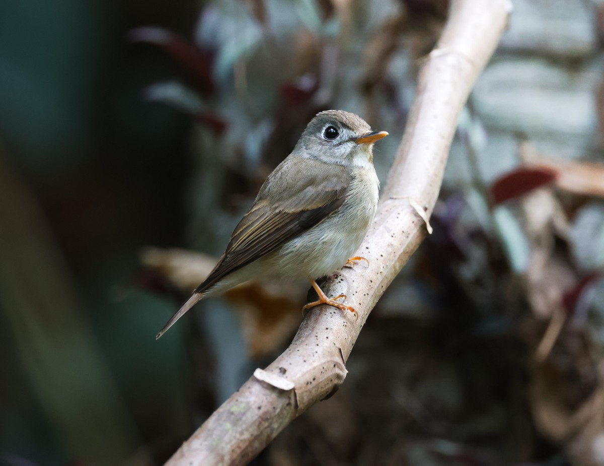 Brown-breasted Flycatcher - ML633486876