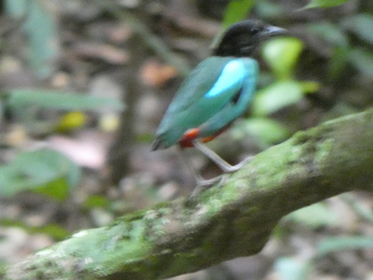Western Hooded Pitta (Sunda) - ML633486883
