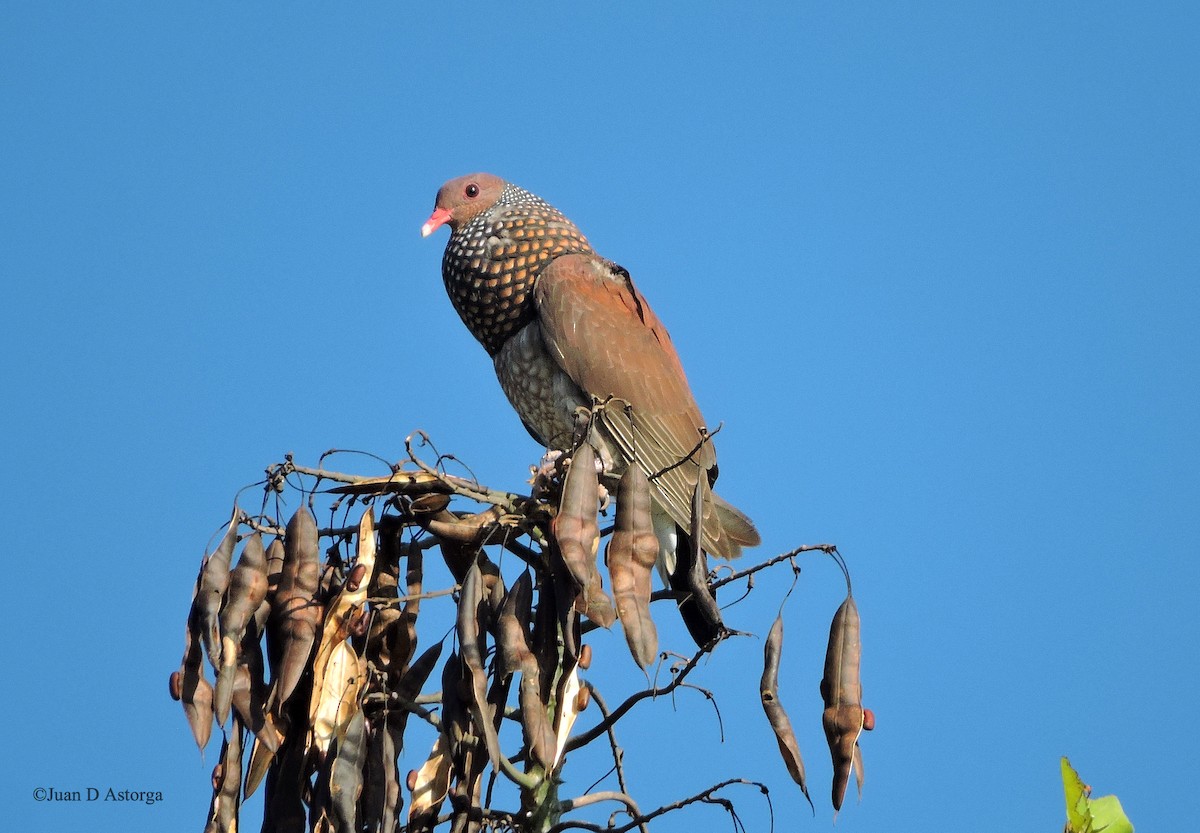 Scaled Pigeon - ML63348691