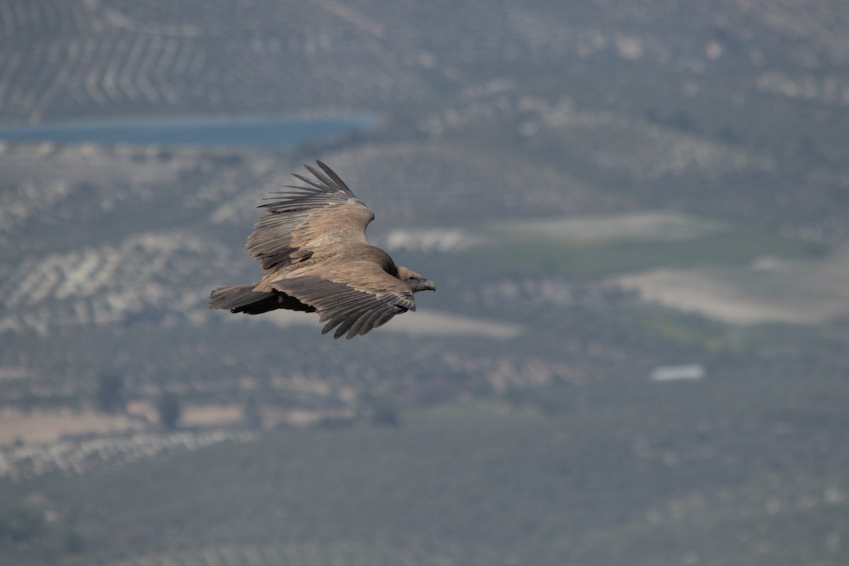 Eurasian Griffon - ML633486940