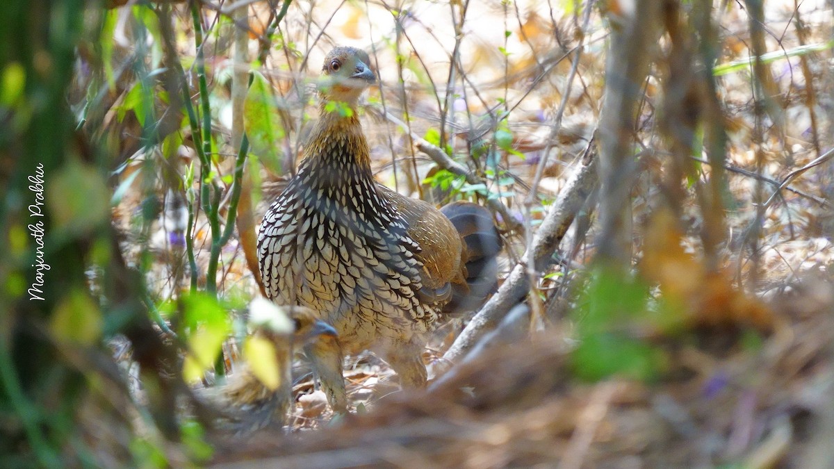 Gray Junglefowl - ML633486945
