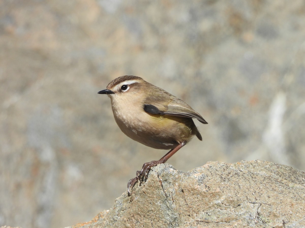 pokřovník alpínský - ML633486961