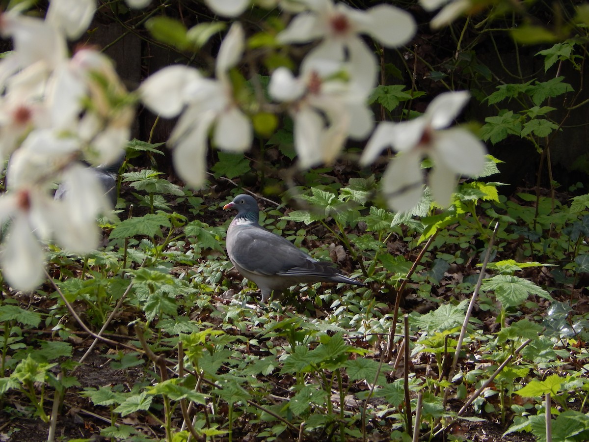 Common Wood-Pigeon - ML633487035
