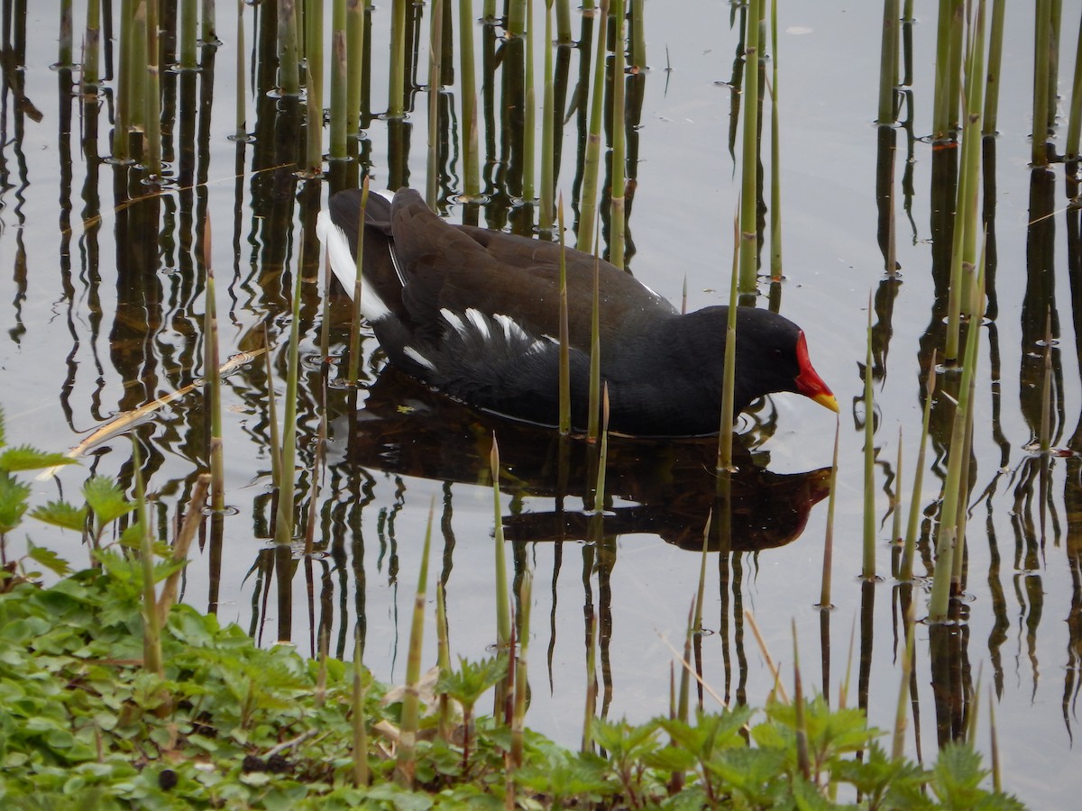 Eurasian Moorhen - ML633487041