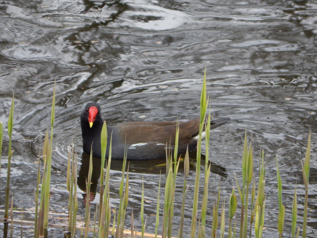 Eurasian Moorhen - ML633487042