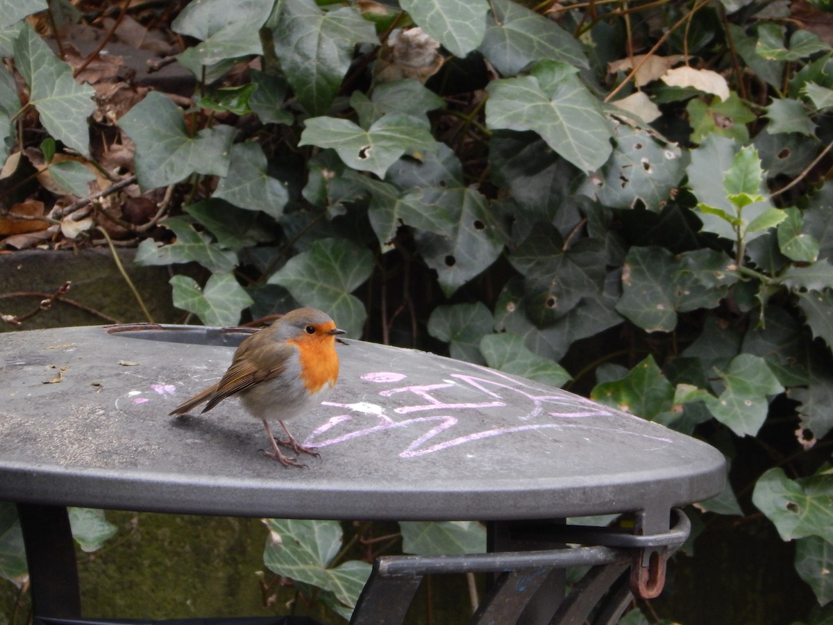 European Robin - ML633487048
