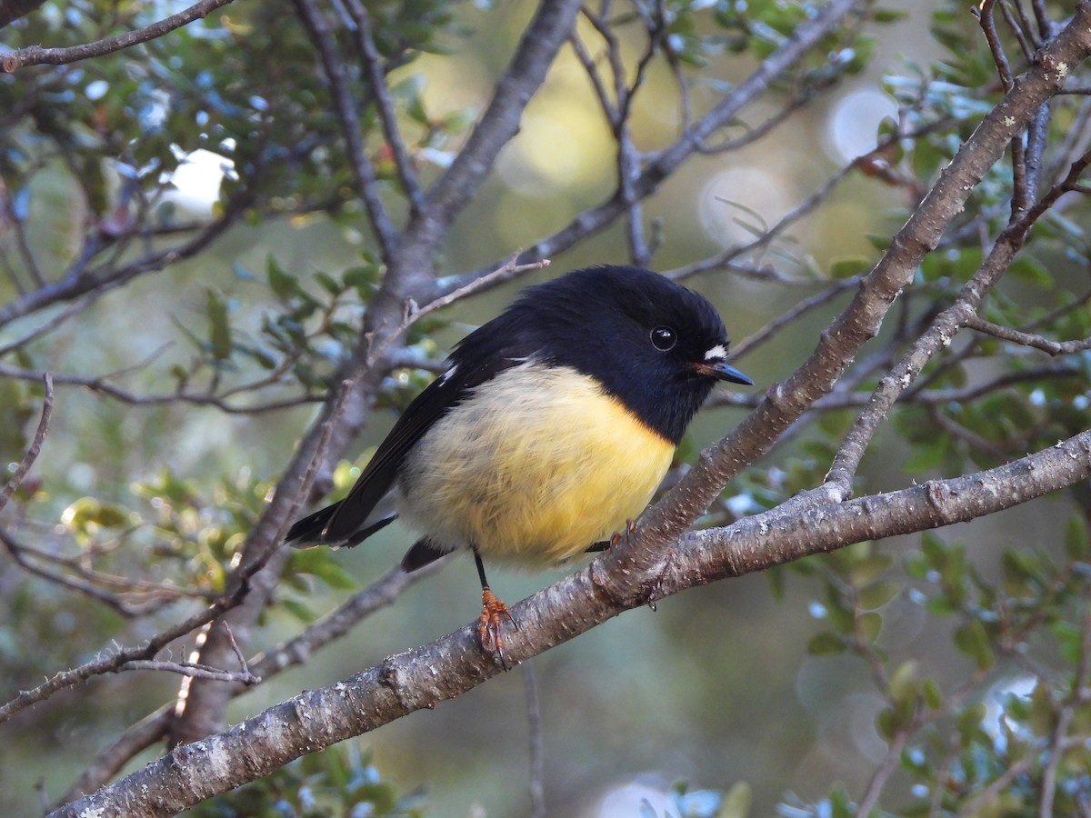 Tomtit - ML633487071