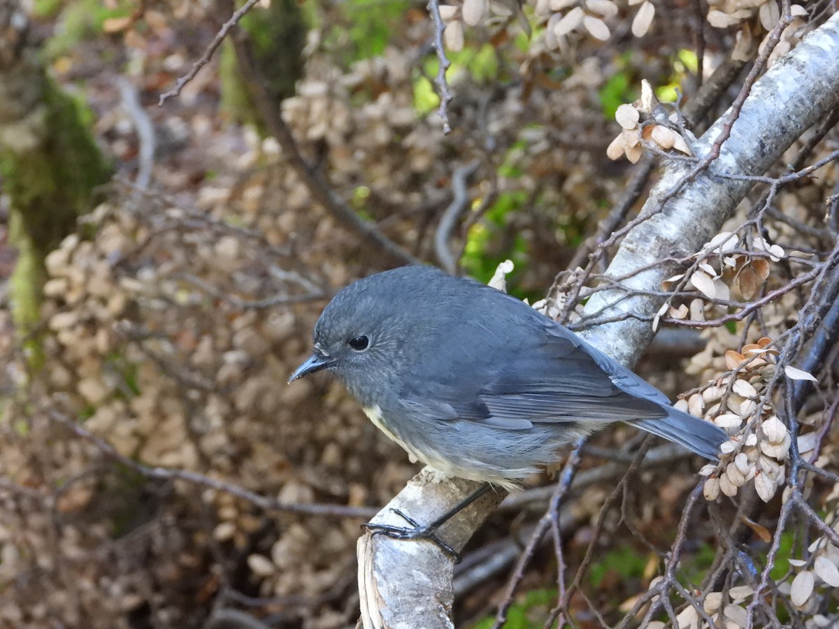 South Island Robin - ML633487112