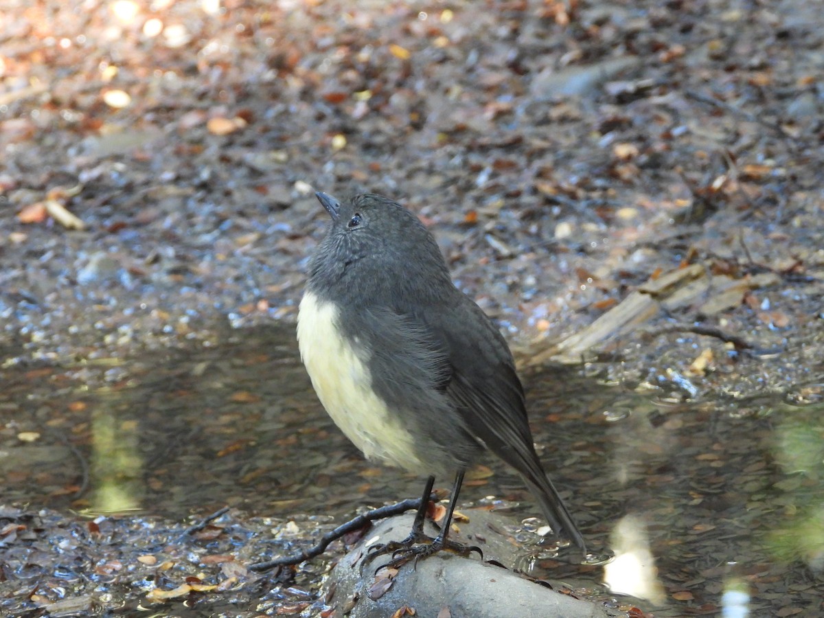 South Island Robin - ML633487118