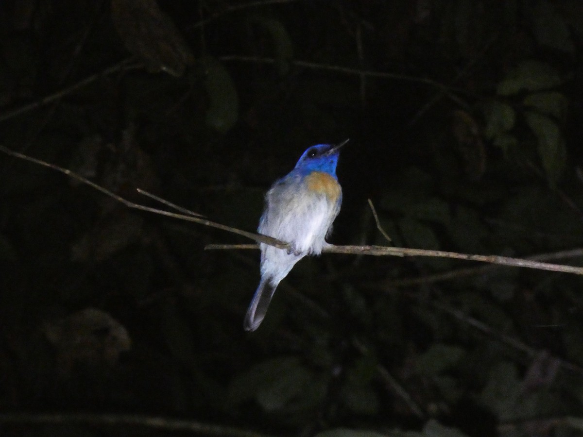 Malaysian Blue Flycatcher - ML633487121