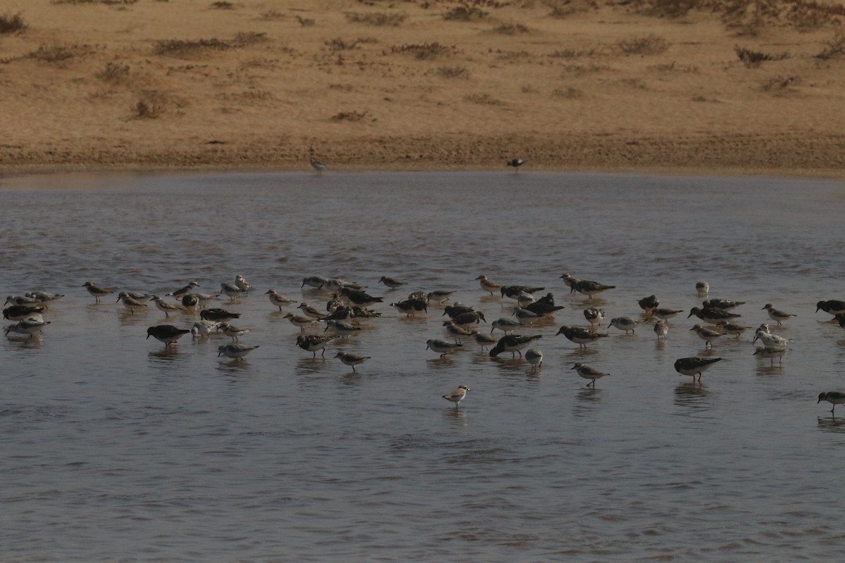 חופמי אלכסנדרי - ML633487290