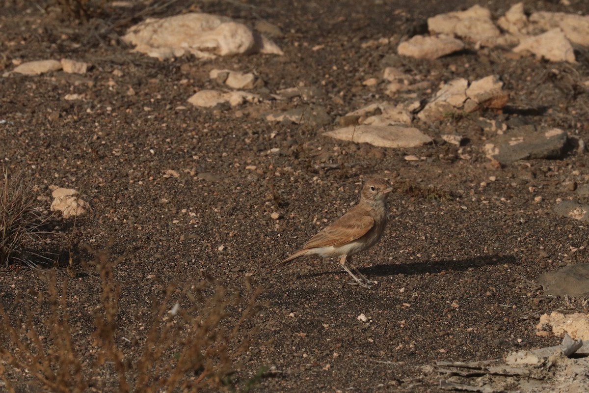 עפרוני חכלילי - ML633487372
