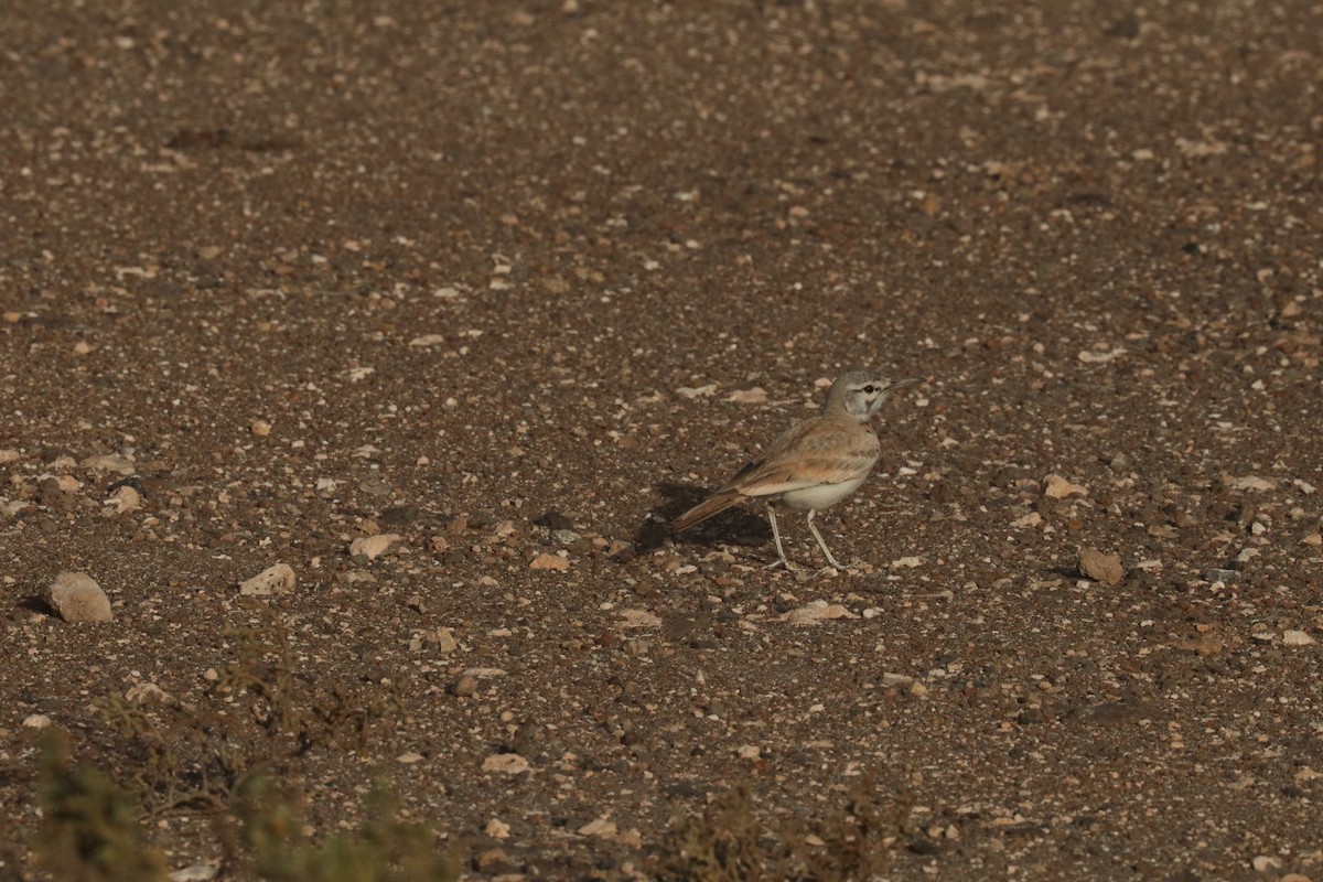 אלימון - ML633487377
