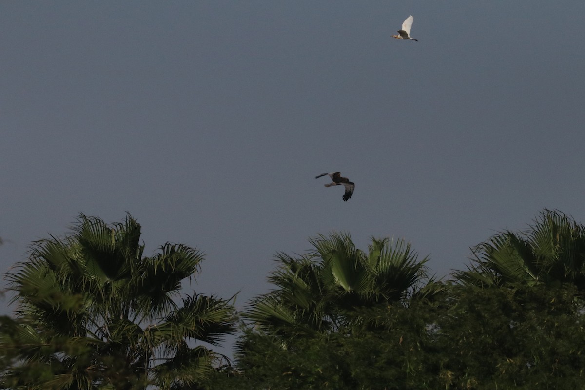 זרון סוף - ML633487380