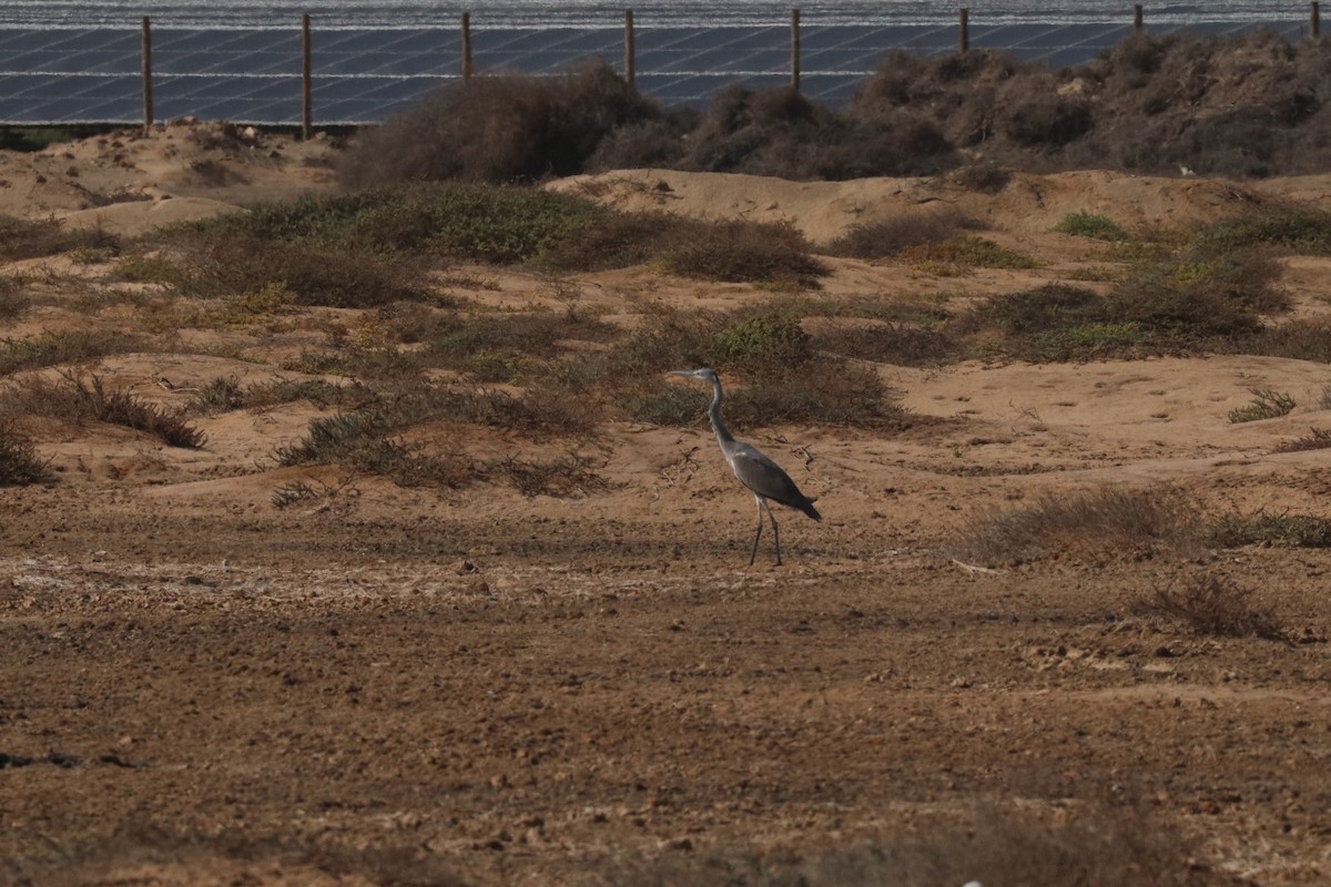 אנפה אפורה - ML633487386