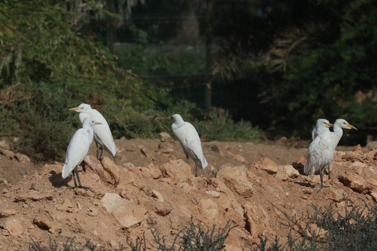 אנפית בקר מערבית - ML633487390