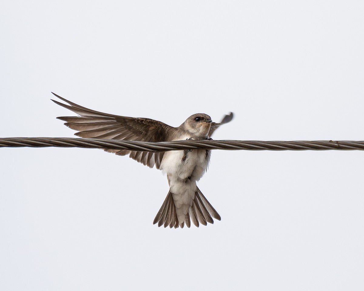 ウスショウドウツバメ - ML633487398