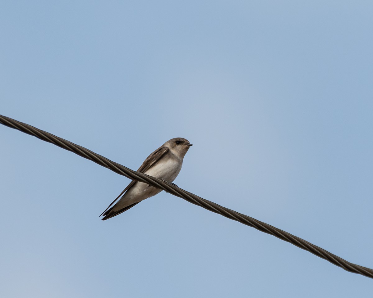 ウスショウドウツバメ - ML633487401