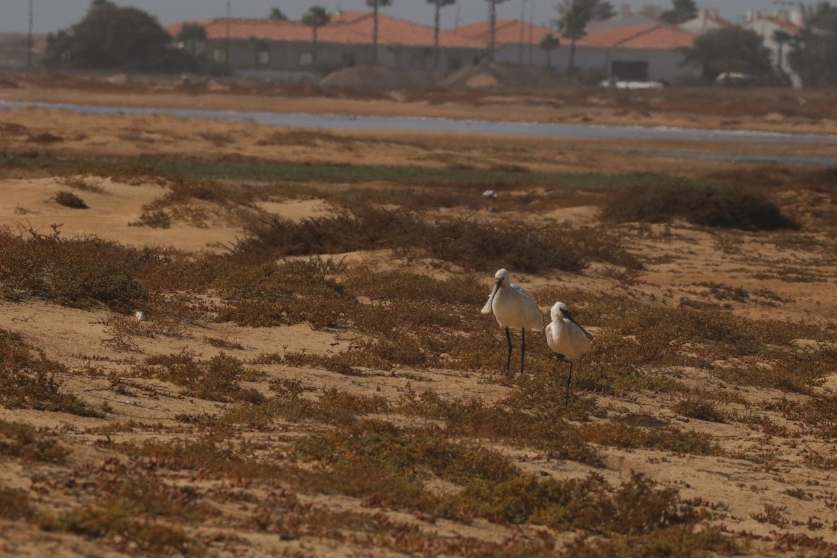 כפן - ML633487402