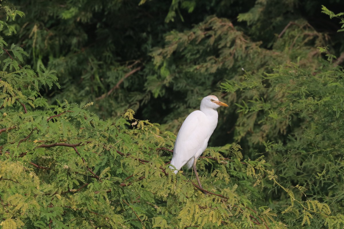 אנפית בקר מערבית - ML633487408