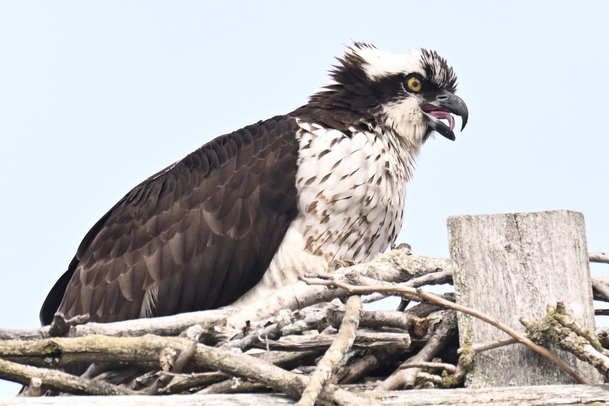 Osprey - ML633487517