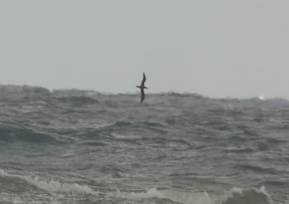 Scopoli's Shearwater - ML633487549