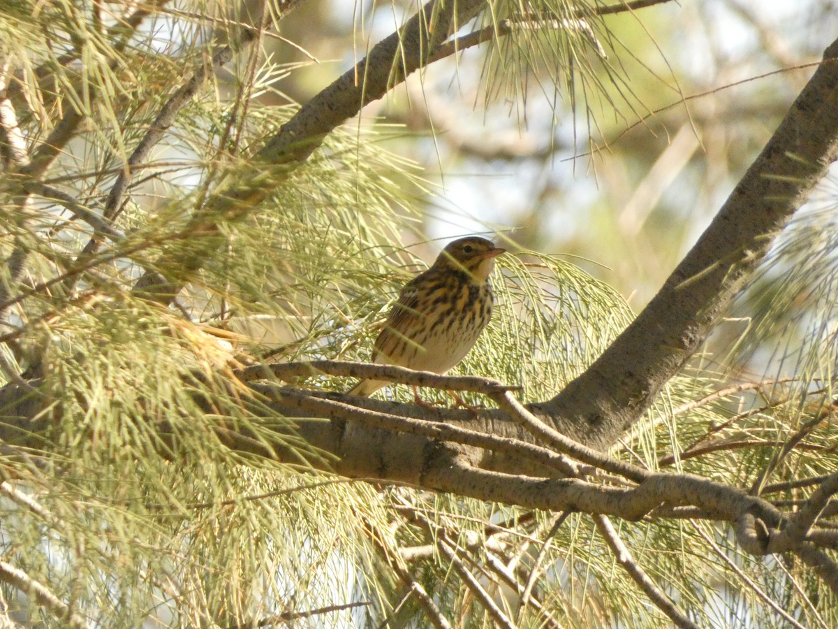 林鷚 - ML633487562