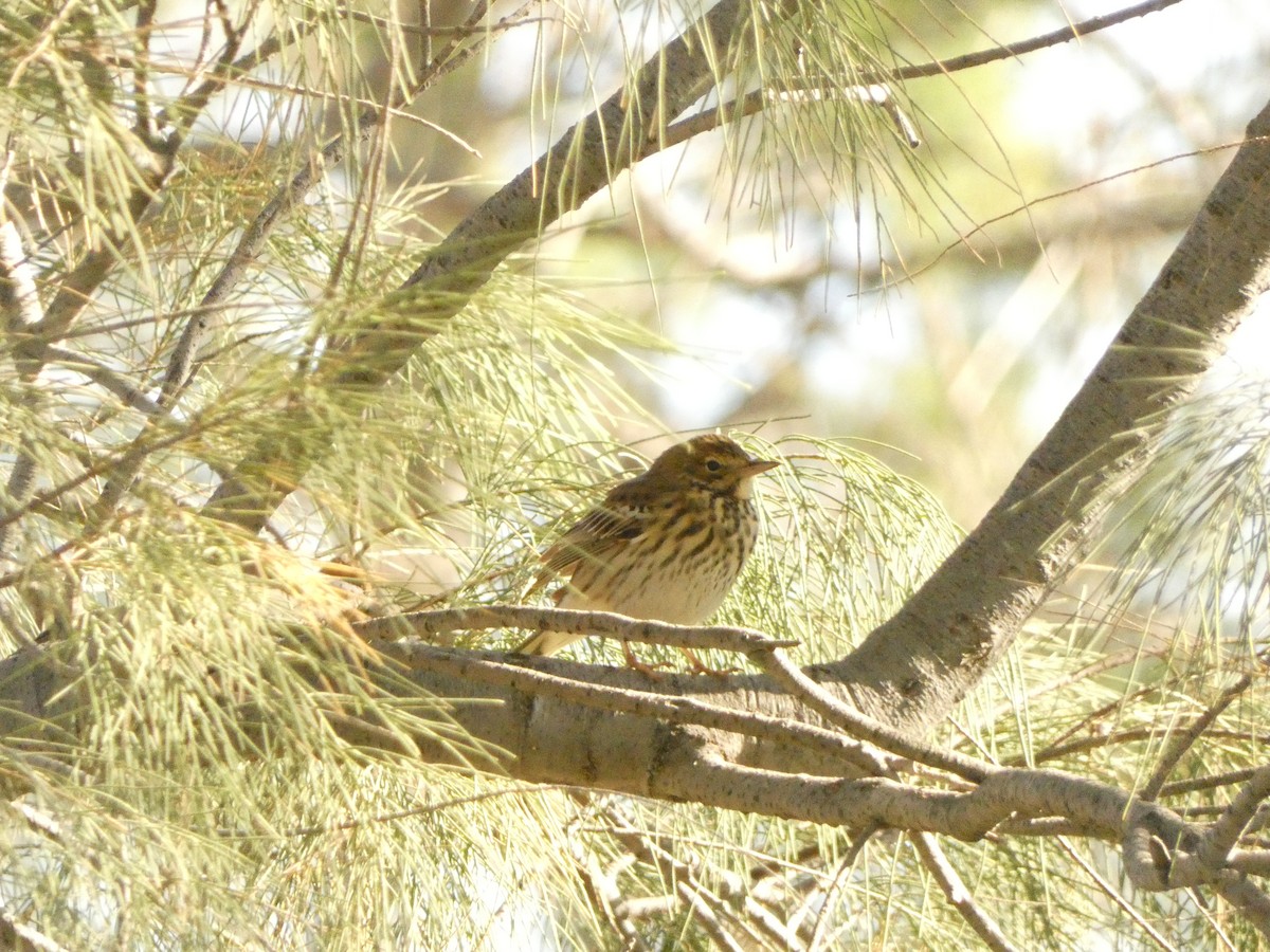 林鷚 - ML633487563