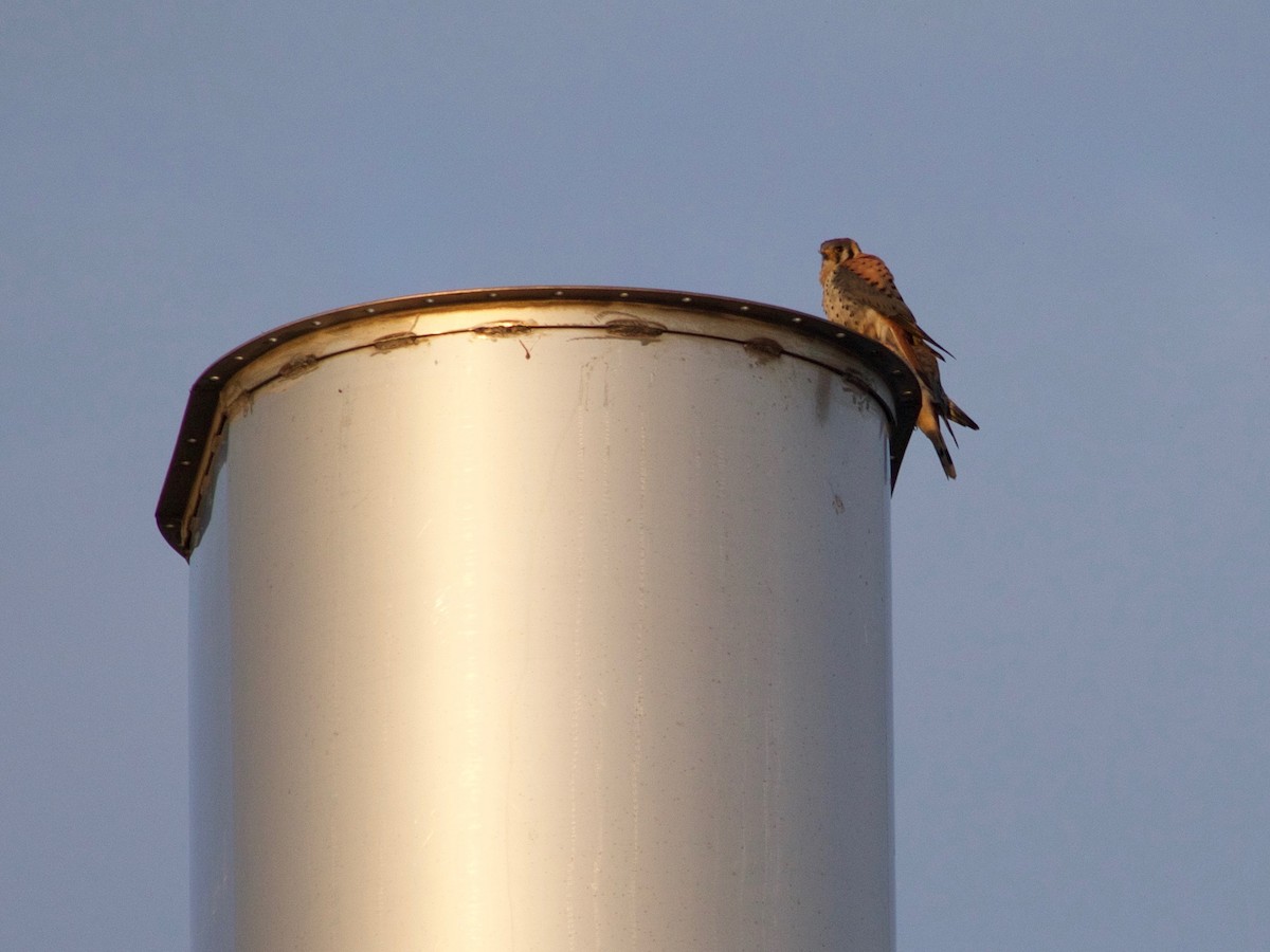 American Kestrel - ML633487607