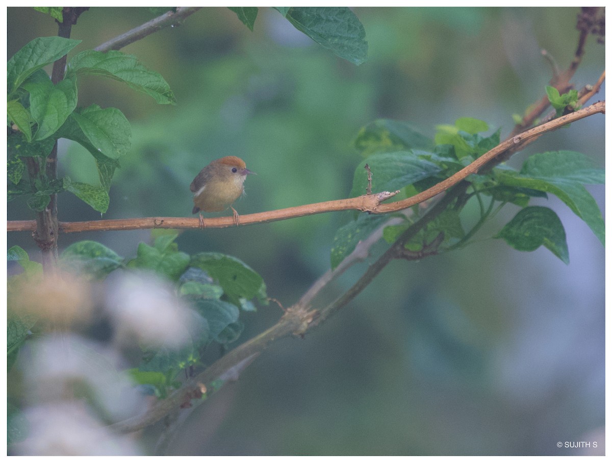 Rufous-fronted Babbler (Buff-chested) - ML633487680