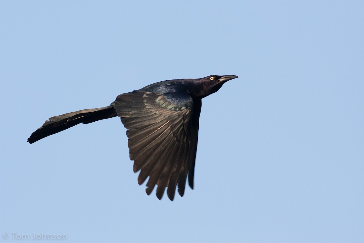 Great-tailed Grackle - ML63348771