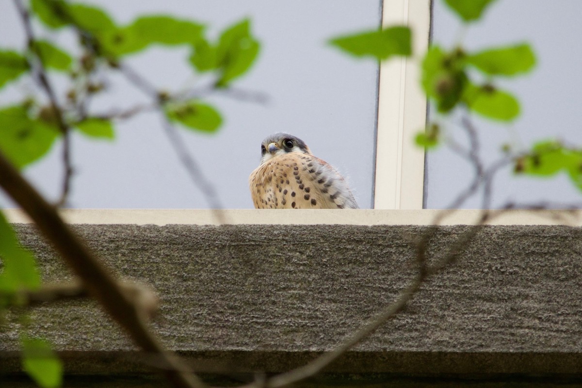 American Kestrel - ML633487726